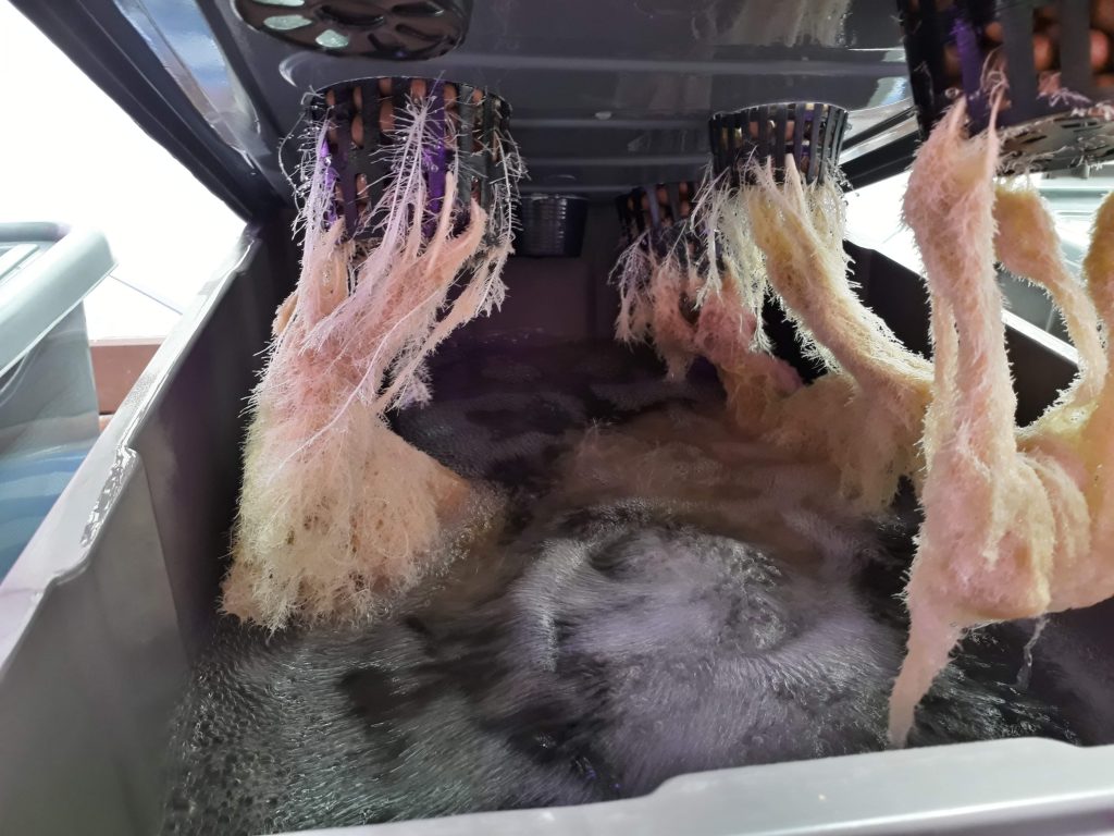 Critical Orange Punch hydroponic roots