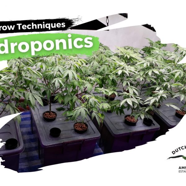 Hydroponic cannabis growing guide