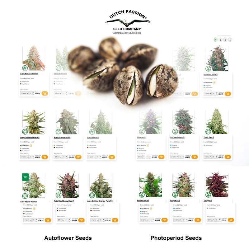 Best feminised and autoflower cannabis seeds