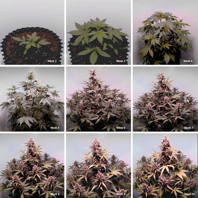 Auto Blackberry Kush week-by-week flowering stage plant pictures.