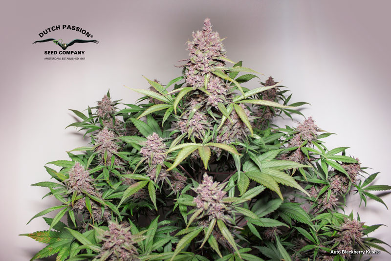 Auto Blackberry Kush grown in a tent with 200W LED in 30l air-pot