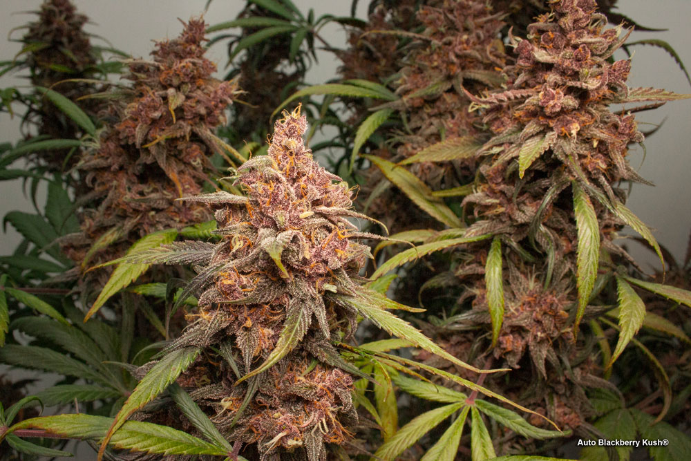 Auto Blackberry Kush eye candy