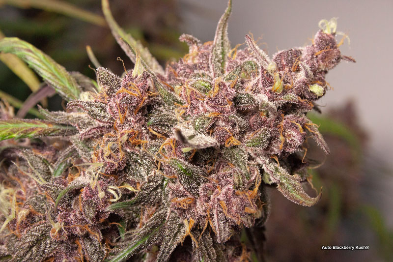 Auto Blackberry Kush frosty purple cannabis buds