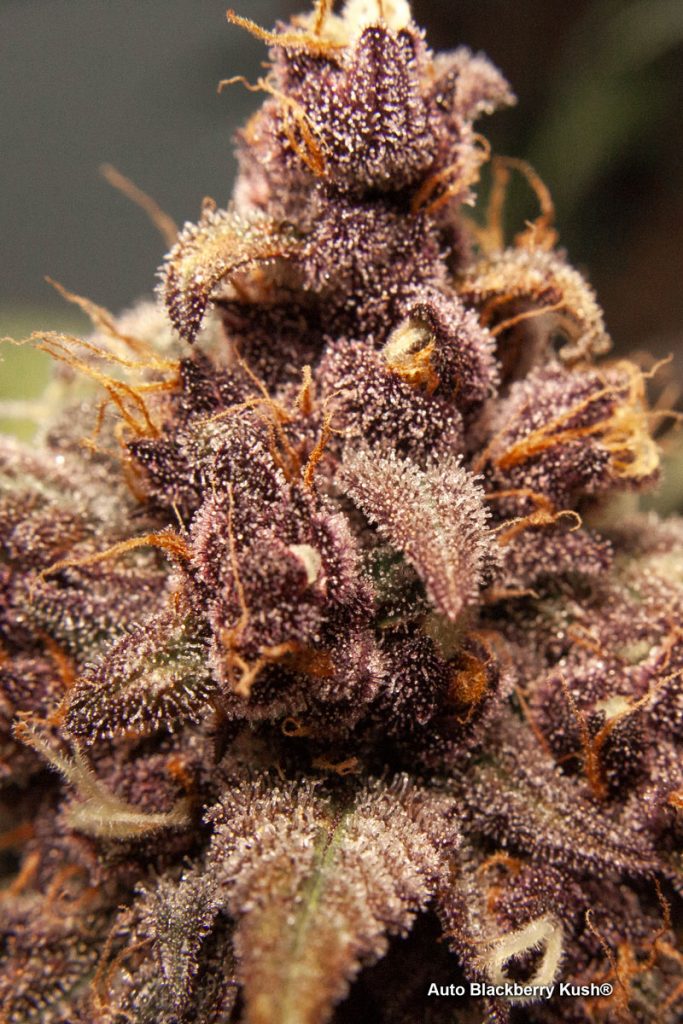 Auto Blackberry Kush resin covered buds