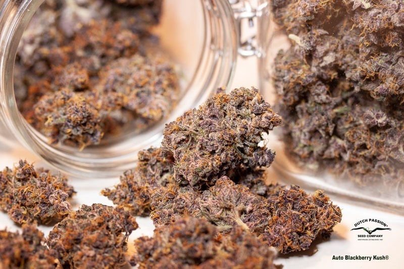 Auto Blackberry Kush amazing cannabis seeds bag appeal