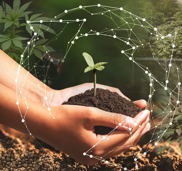 Cannabis seedling how to guide by Dutch Passion