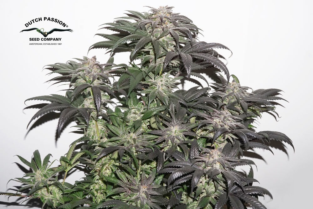 Bubba Island Kush plant cannabis seeds kush
