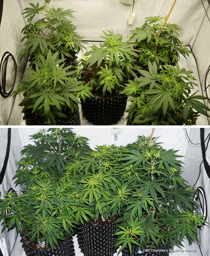 CBD Charlotte's Angel produces very slim leaves with thin blades and pretty big fan leaves