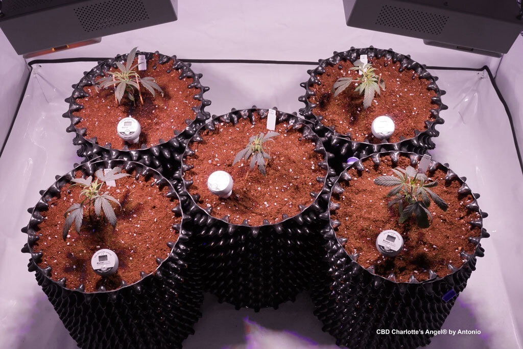 CBD Charlotte's Angel cannabis plants grown in 20 litre air pots.