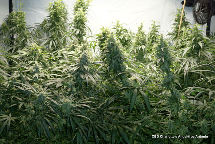 Some CBD Charlotte's Angel phenotypes made huge long blooms of 30-50cm