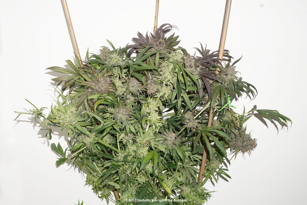 All five CBD Charlotte's Angel plants reached about 80-120 cm in height