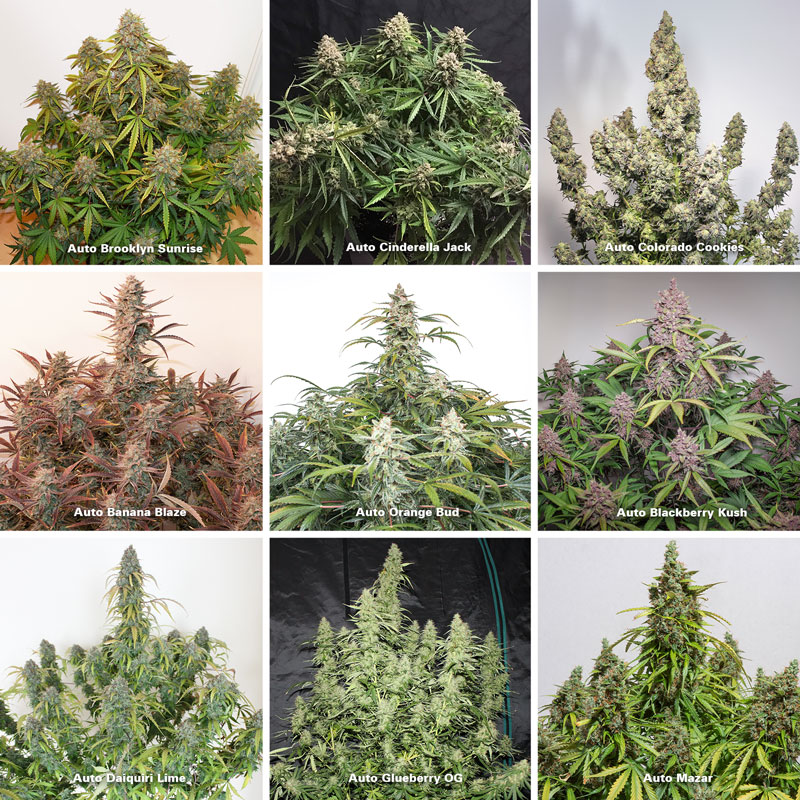 Dutch Passion autoflowering varieties in bloom stage