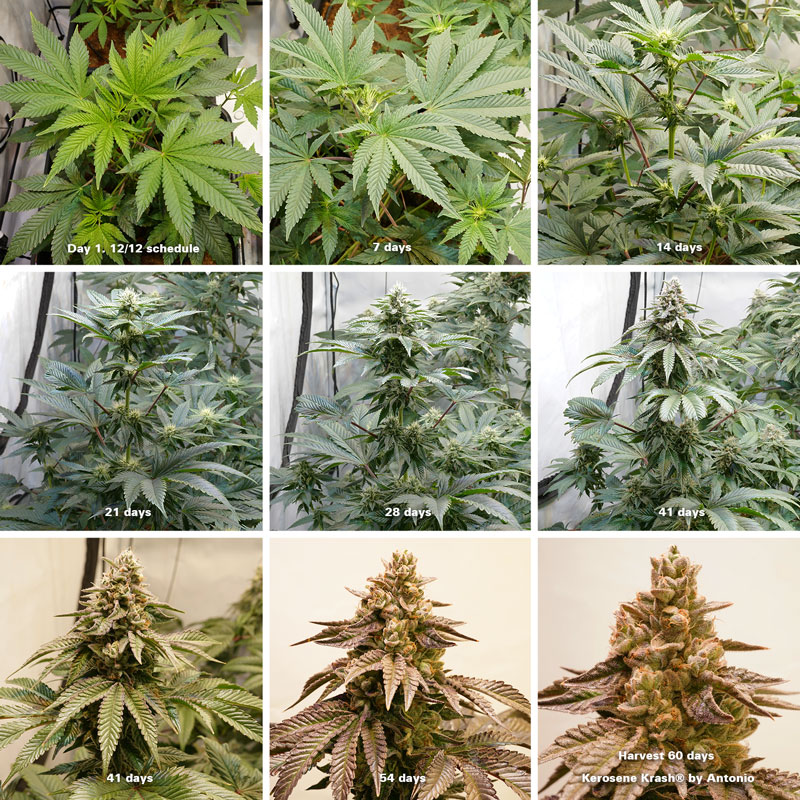 Kerosene Krash feminised seeds flowering week by week