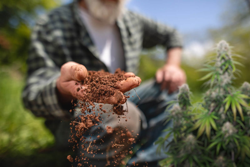 Macro and micro cannabis nutrients explained