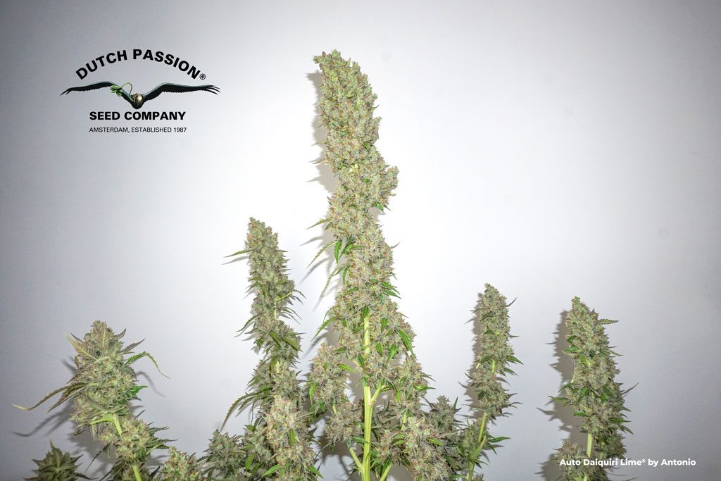 Auto Daiquiri Lime indoor grow review under 600W HPS grow light