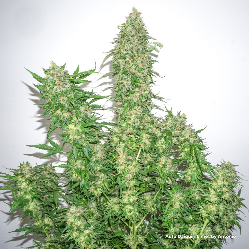 Auto Daiquiri Lime Sativa dominant buds