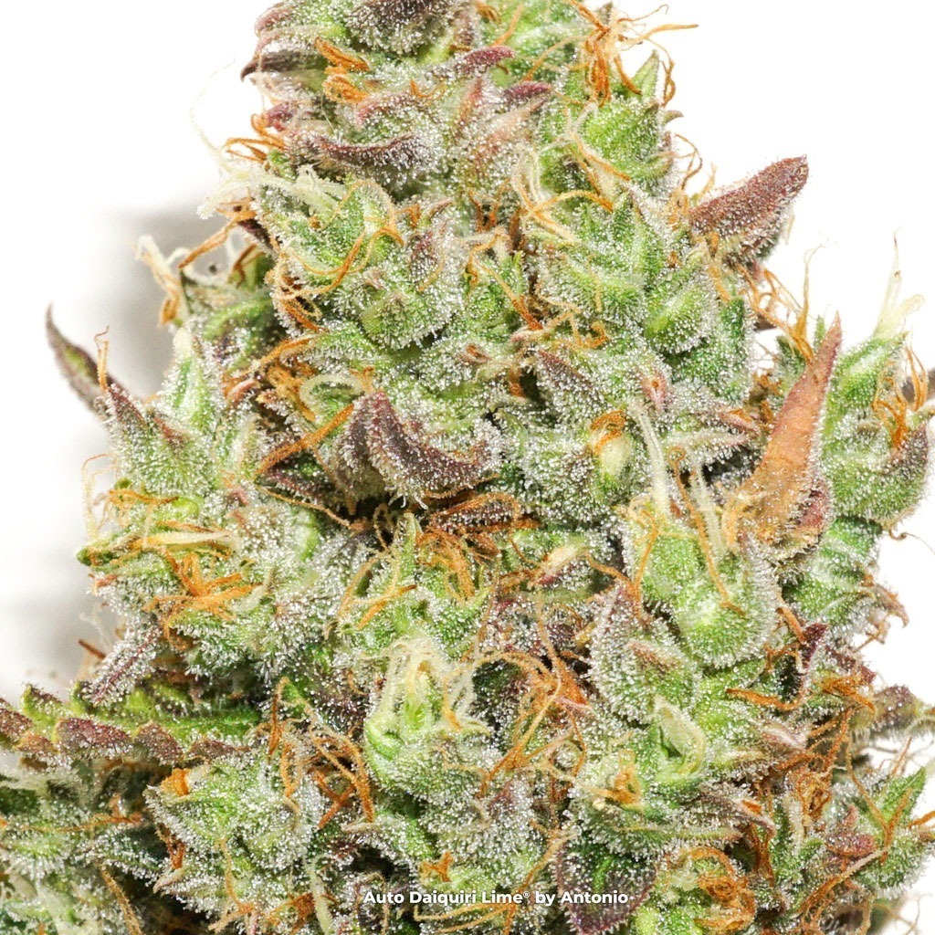 Auto Daquiri Lime macro budshot