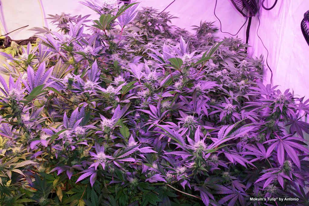 Mokum's Tulip grown indoors in wilma system