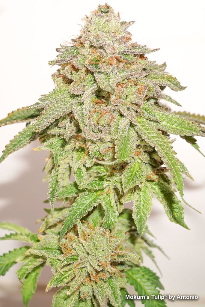 Mokum's Tulip close-up budshot by Antonio