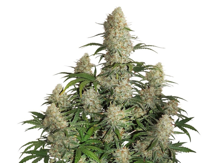 Auto Critical Orange Punch