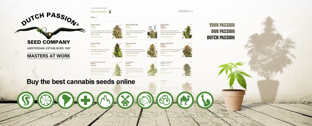 How to grow autoflower seeds