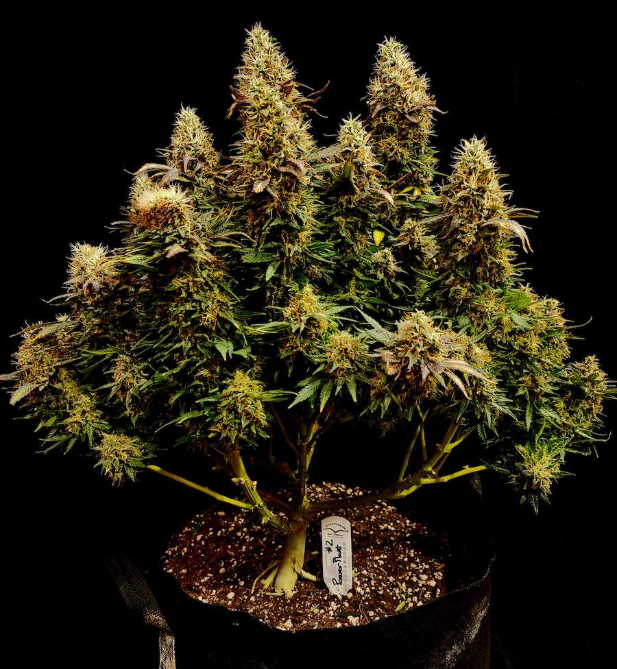 Dutch Passion Power Plant a week or two away from harvest with numerous heavy blooms