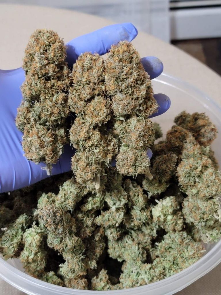 Rock hard Power Plant buds ready to be enjoyed!