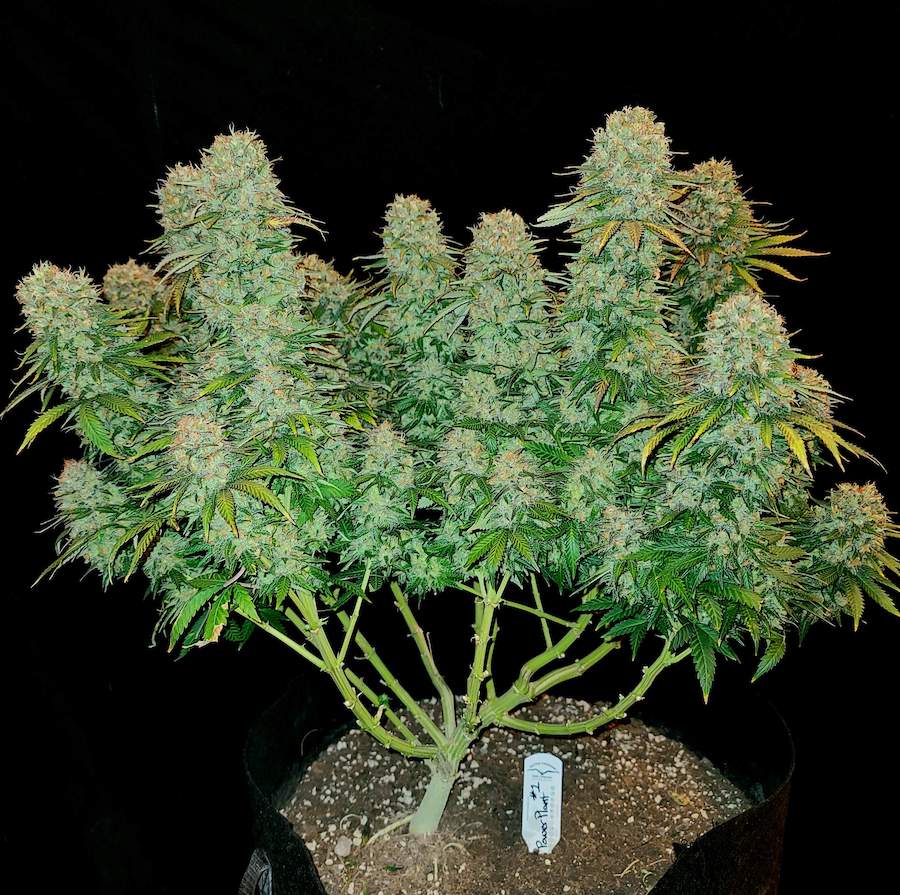 Power Plant 180g harvest with HLG 650R led lights
