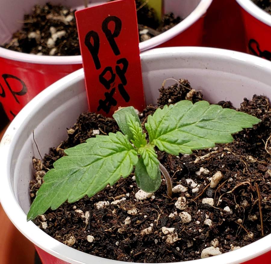 Power Plant Seedling a few days after germination.