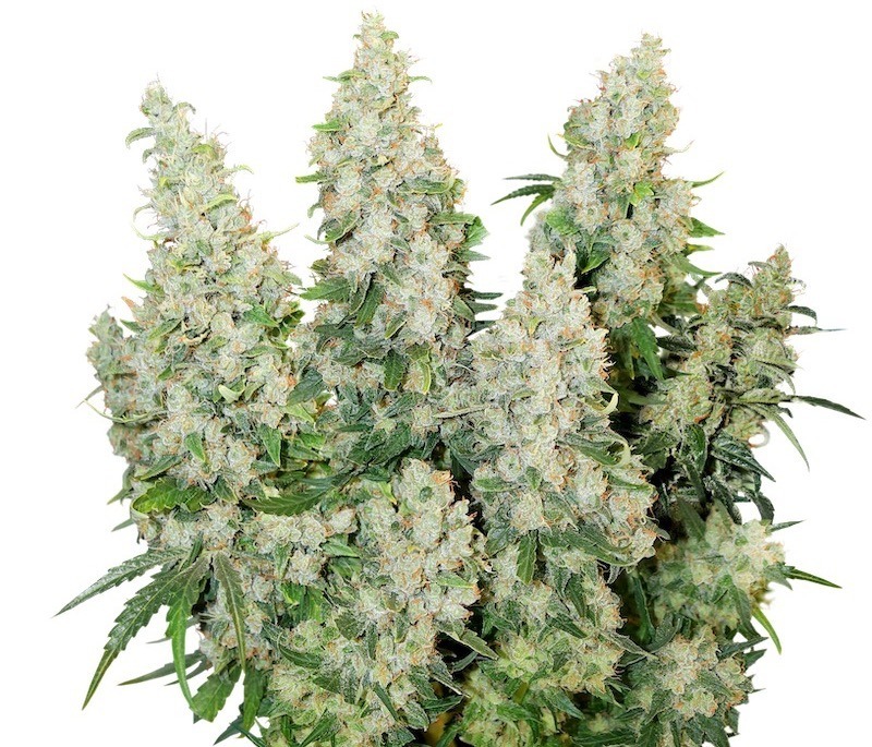 Auto Think Different