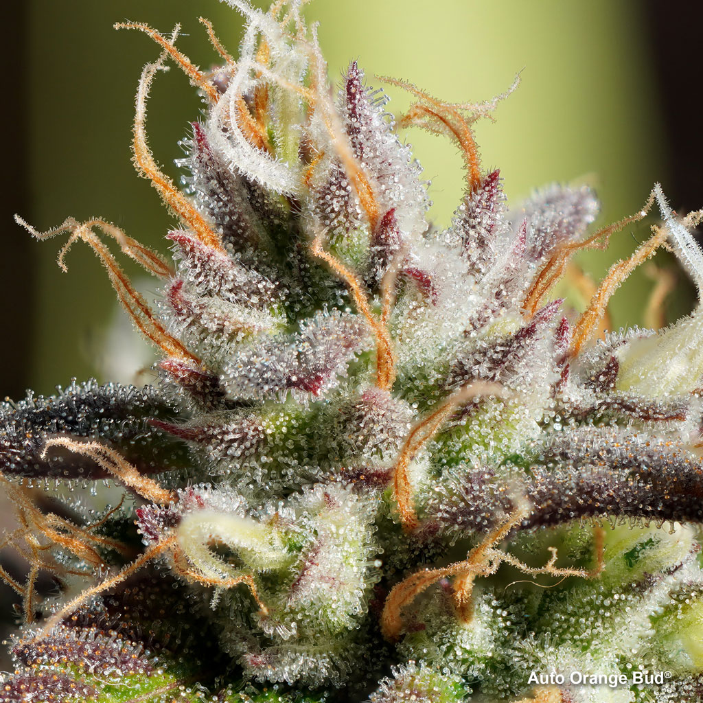 Auto Orange Bud frosty trichomes harvest
