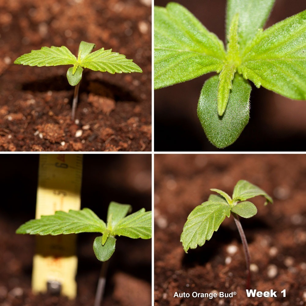 Auto Orange Bud week 1