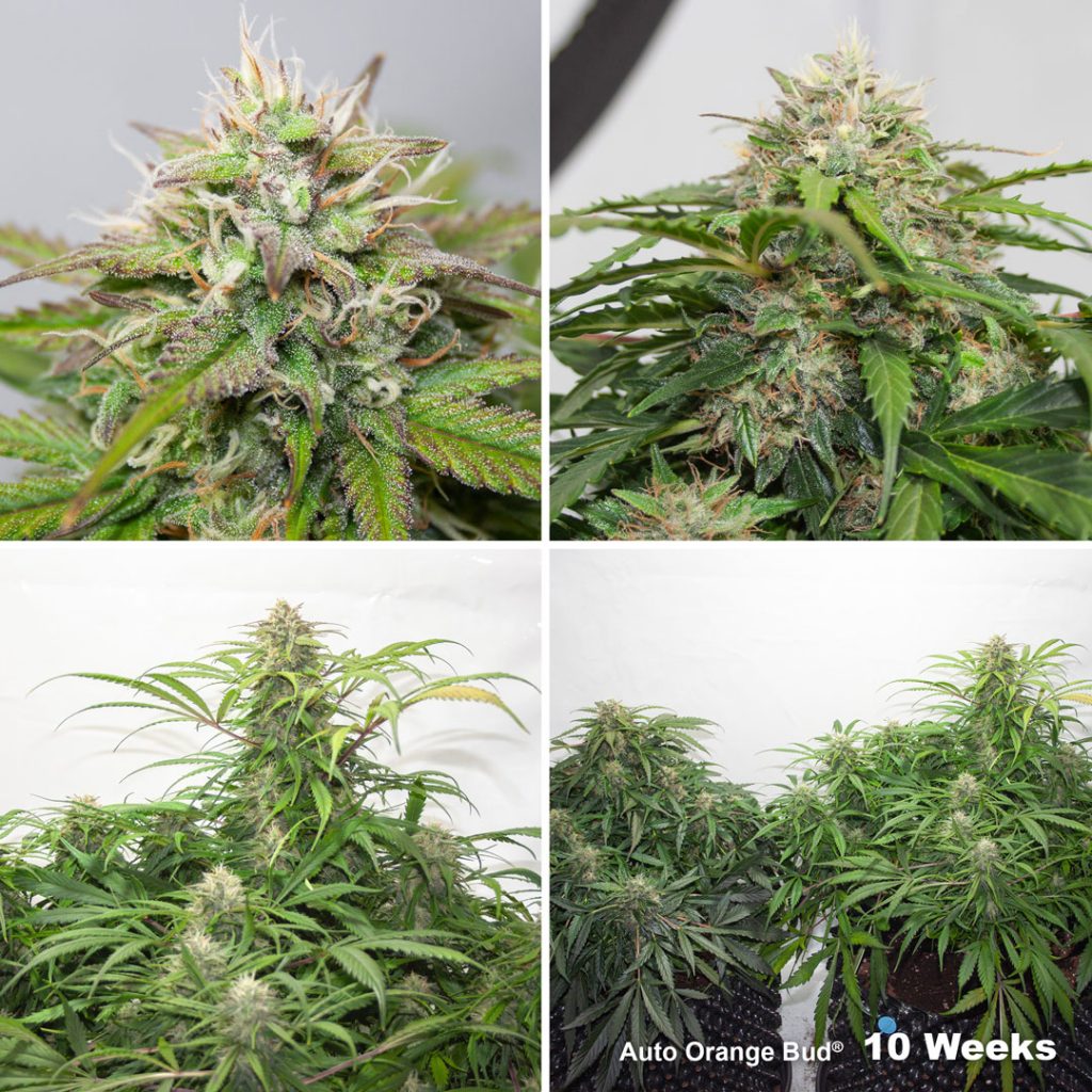 Auto Orange Bud Week 10