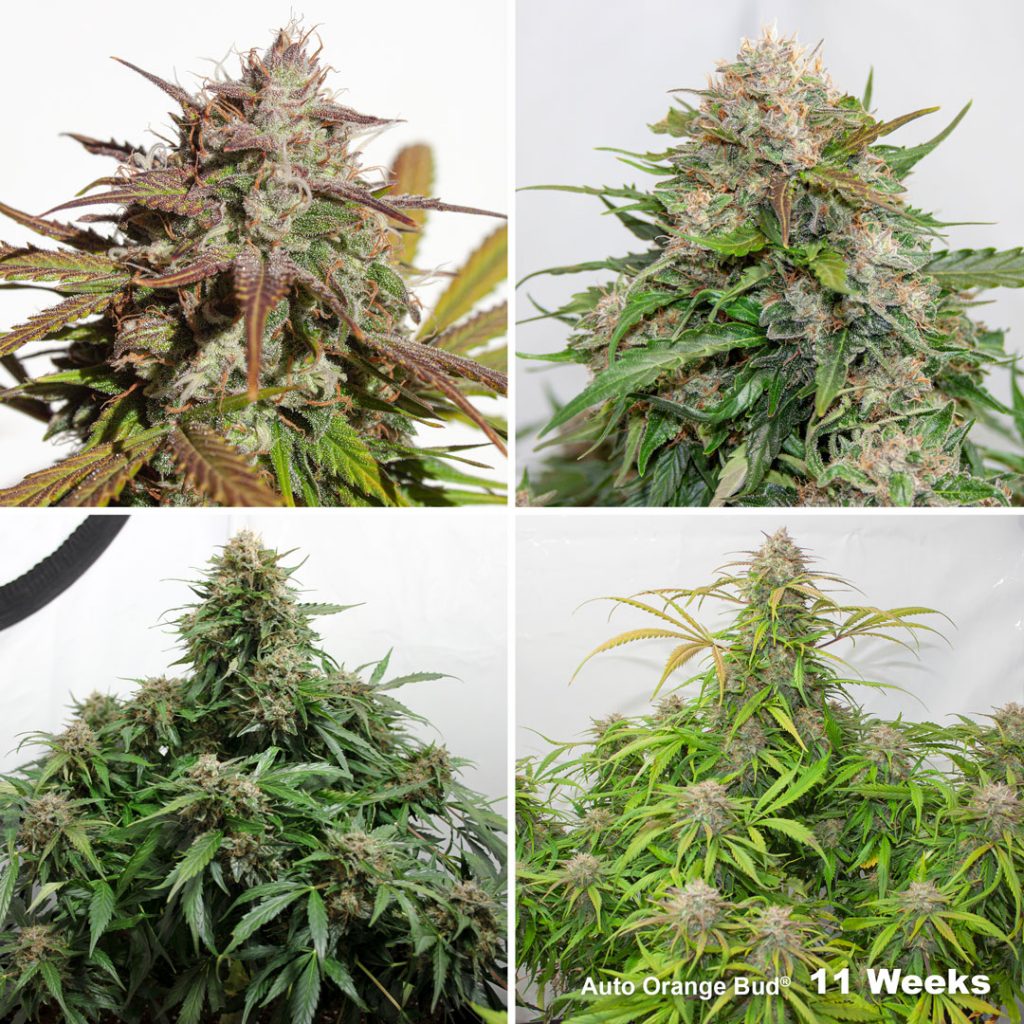 Auto Orange Bud Week 11