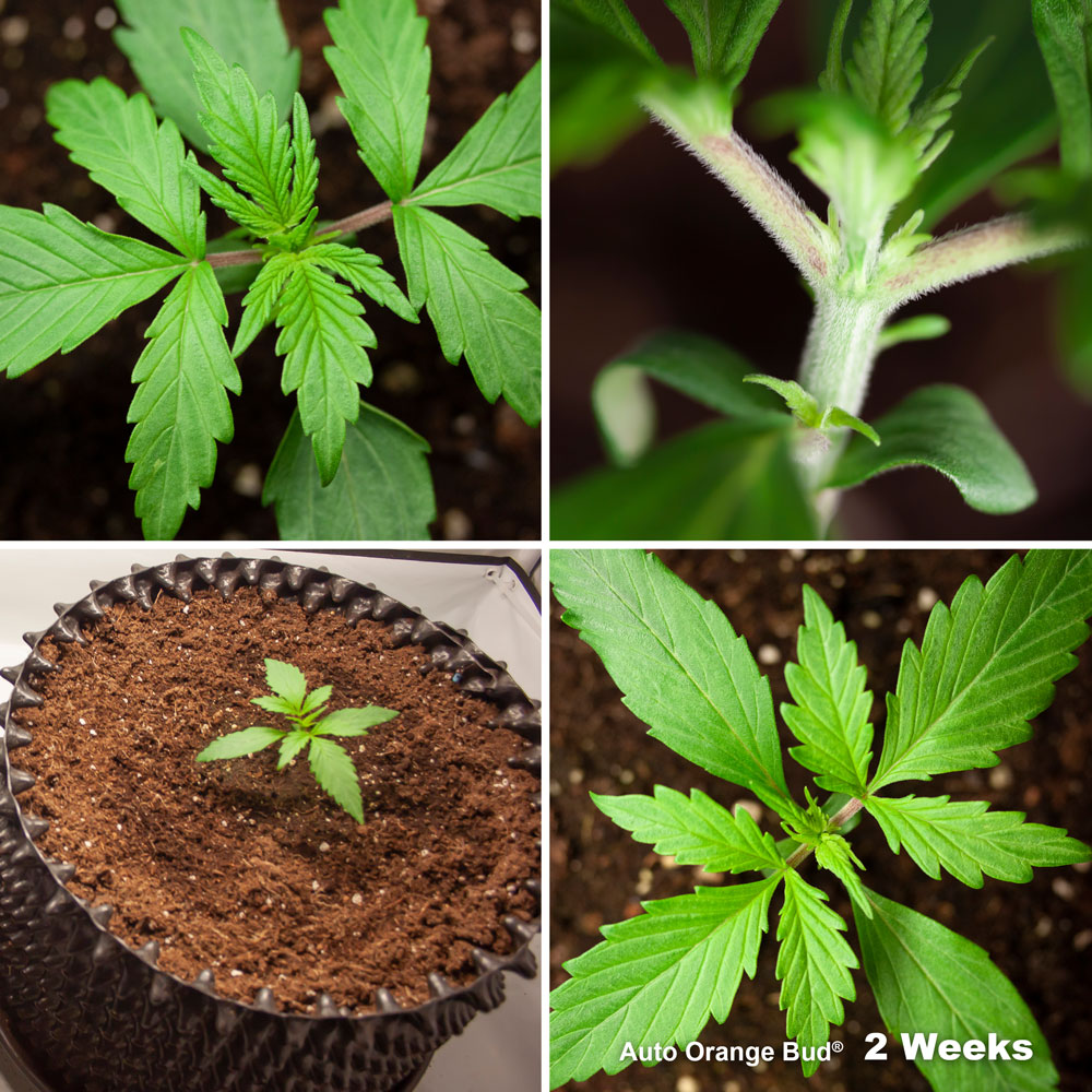 Auto Orange Bud week 2