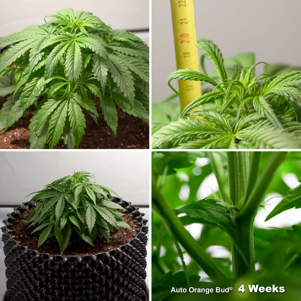 Auto Orange Bud Week 4