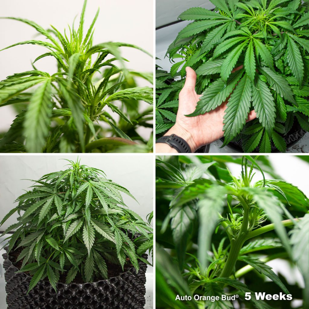 Auto Orange Bud Week 5