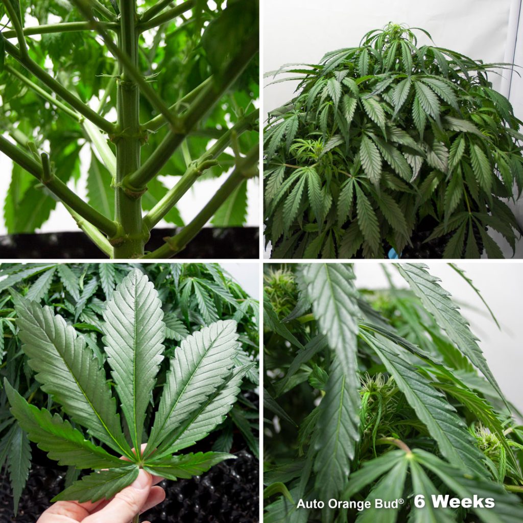 Auto Orange Bud Week 6