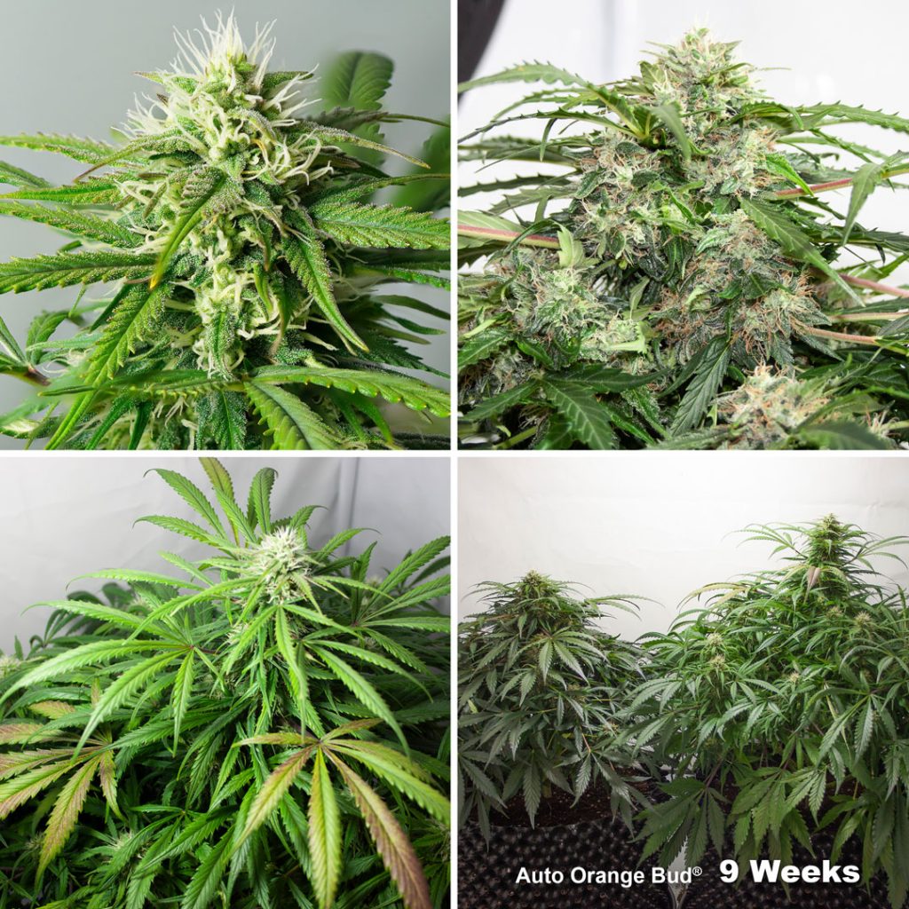 Auto Orange Bud Week 9