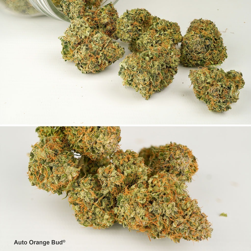 Auto Orange Bud dried buds