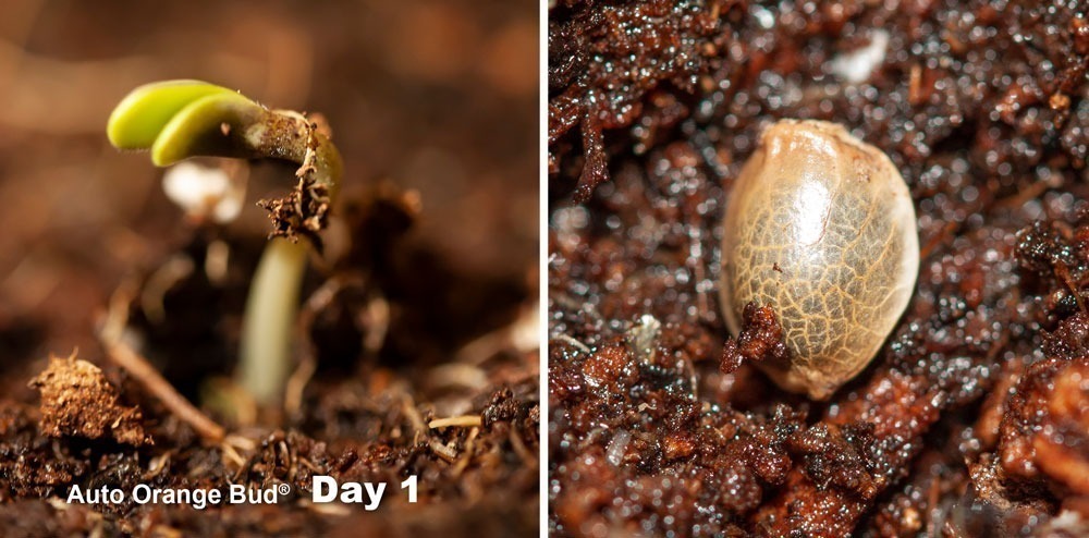 Auto Orange Bud day 1