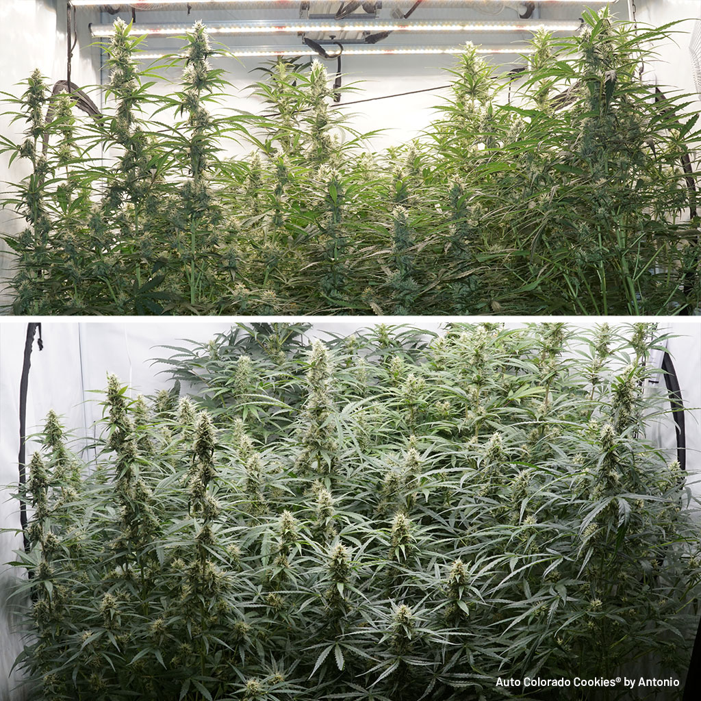Auto Colorado Cookies in flowering stage (SOG)