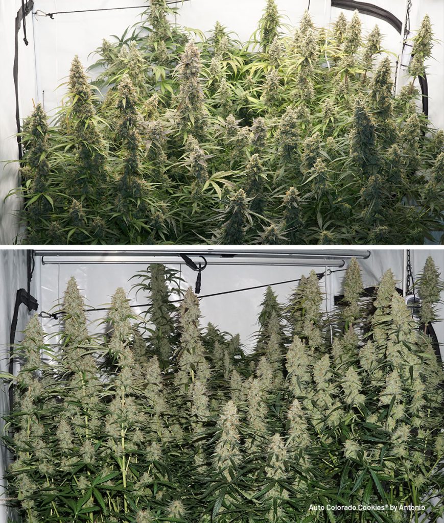 Auto Colorado Cookies thick branches are strong enough to uphold the heavy flowers