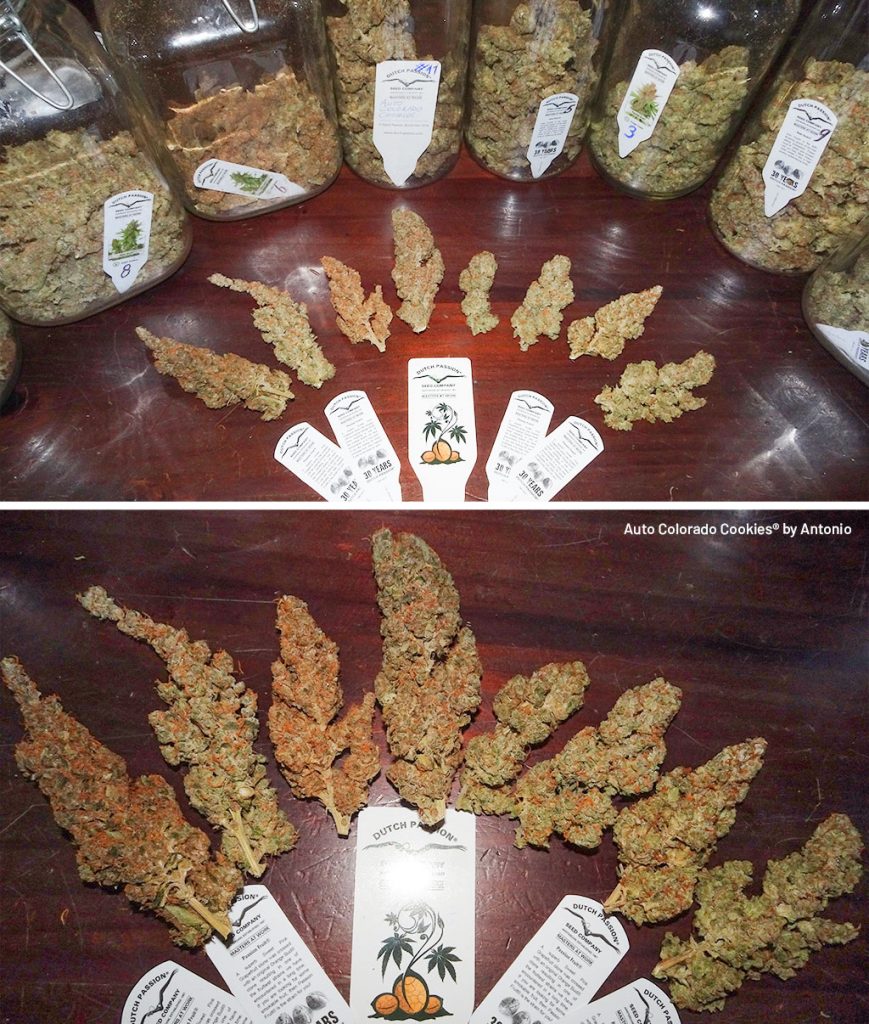 Over 600g of dried buds were harvested 