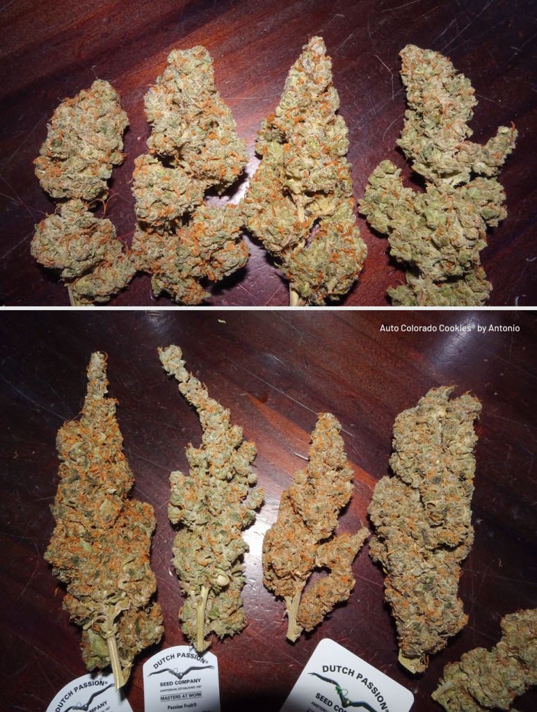 Auto Colorado Cookies can produce a wide array of buds with different aromas and flavours