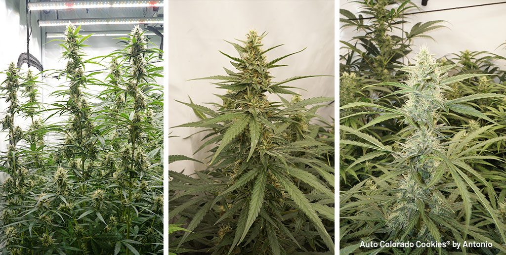 Some Auto Colorado Cookies phenos show more stretch and thinner leaves