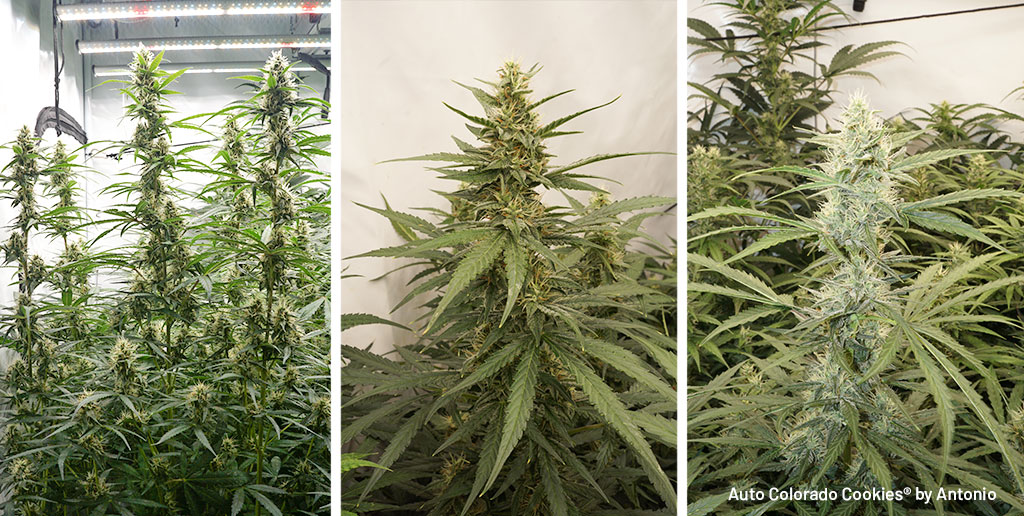 Some Auto Colorado Cookies phenos show more stretch and thinner leaves