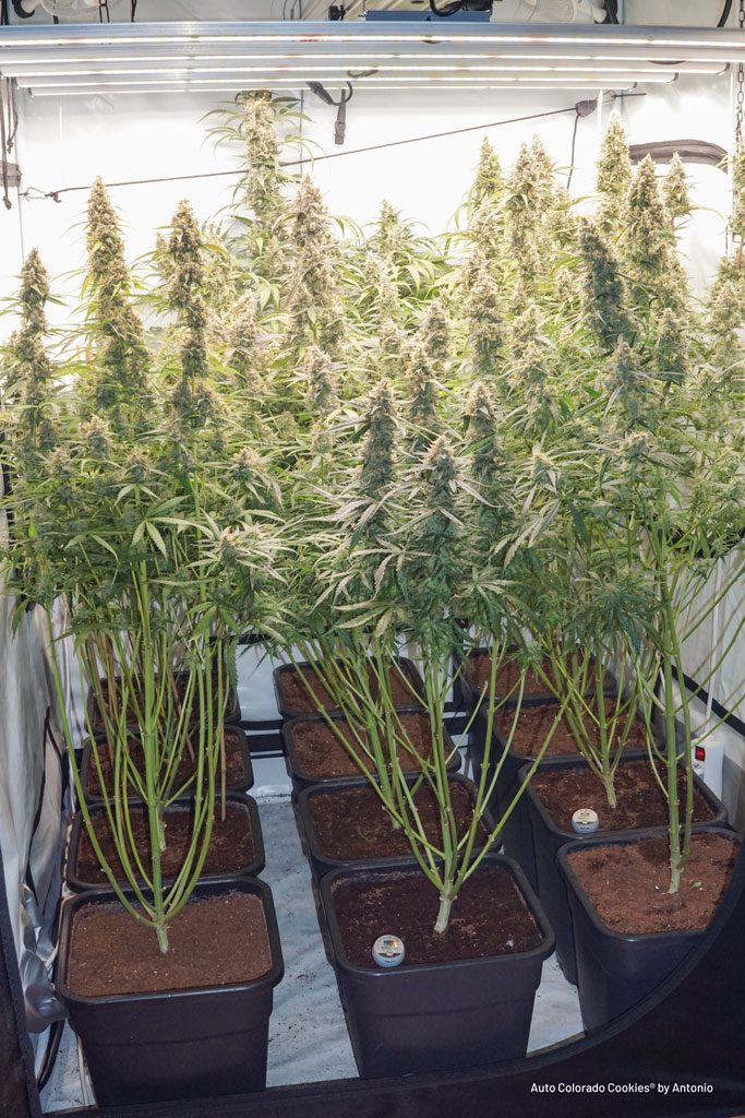 Auto Colorado Cookies flushed after about 10 weeks of growth