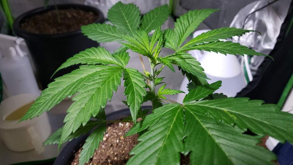 Shaman cannabis plant before topping