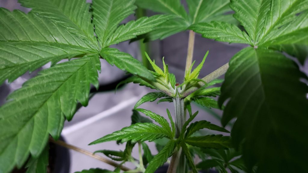 Shaman cannabis plant shortly after topping